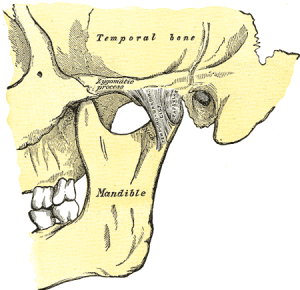 graphic of human jaw
