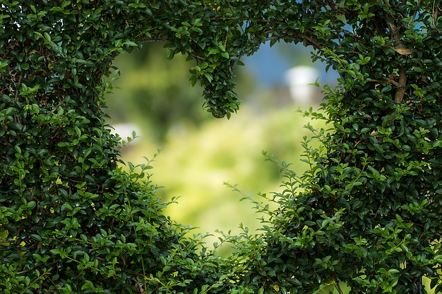hedge with heart shape